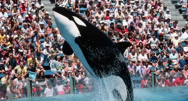 Killer whale at centre of harrowing ‘Blackfish’ doco dies in captivity at SeaWorld