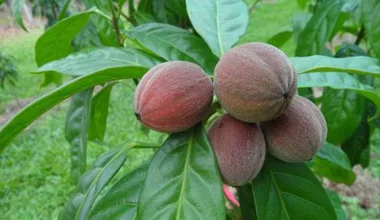 Promising ‘cancer-cure’ berries taken off sale for fear of toxic home remedy poisoning