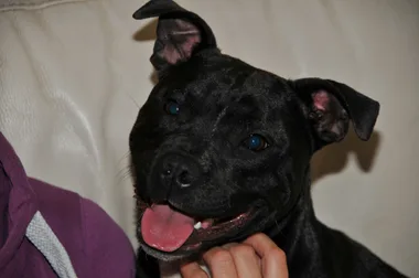 Pet dog dies after getting tangled in stuffing from her bed