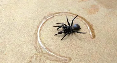 Aussie HEATWAVE triggers funnel-web ‘plague’ in backyard pools