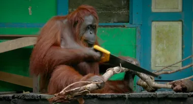 Amazing video of wild orangutan using a SAW after copying nearby builders