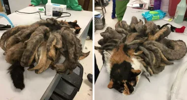Cat of Alzheimer’s patient has kilo of DREADLOCKS removed after years of neglect