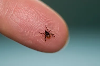 This is the best way to remove a tick