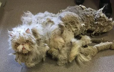 Neglected Persian cat rescued from basement trapped under KILOS of matted fur