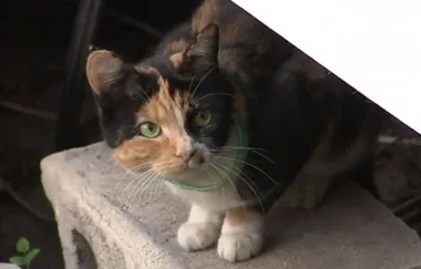 Family of five and house saved by hero cat when their kitchen caught fire