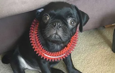 Shock twist in case of missing pug puppy Egg