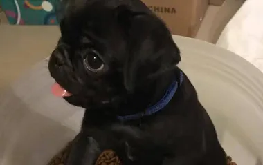 BREAKING: What really happened to Egg, the missing pug puppy