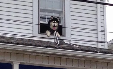 Firefighters rescue the same dog from the same roof twice in one hour