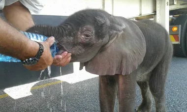 Truckers rescue stranded baby elephant wandering alone in Botswana