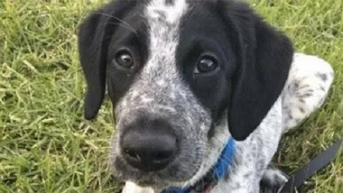 Outrage after airport security dog shot dead by police for delaying flights