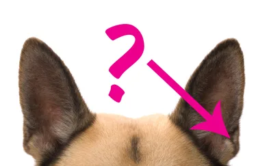What the weird flaps on your dog’s ears are and what they’re for