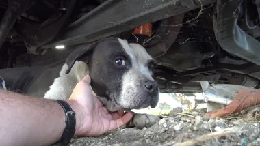 Terrified Staffy with bleeding tumours thanks rescuer with a kiss