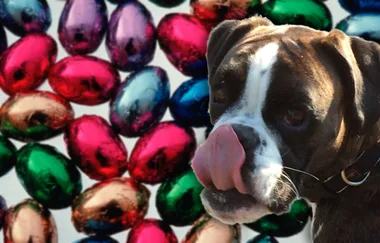 Vet posts shocking image of dog to warn owners of the dangers of Easter chocolates to canines