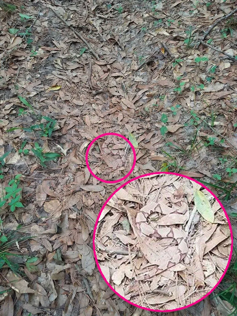 Copperhead