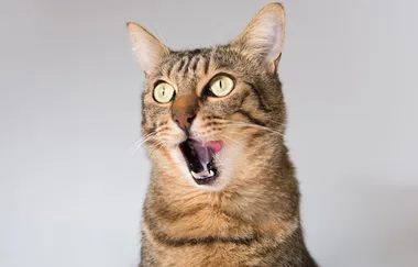 Popular cat food recalled in Australia