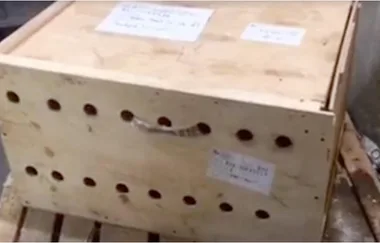 Mysterious box left at airport for seven days shocks staff