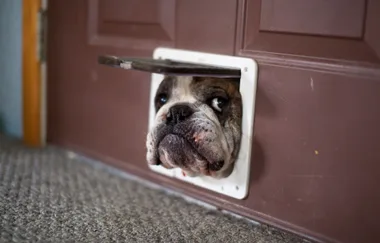 The best ways to keep your dog happy while you’re out