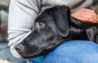 The heartbreaking vet notice that’s making us cry