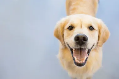 Baxter’s Doggie of the Day!