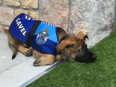 Drop-out police dog makes good with cushy new gig