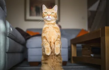 Smitten’s Moggie of the Day!