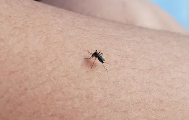 Stinky socks and identical twins shed light on why mosquitos like to bite some more than others
