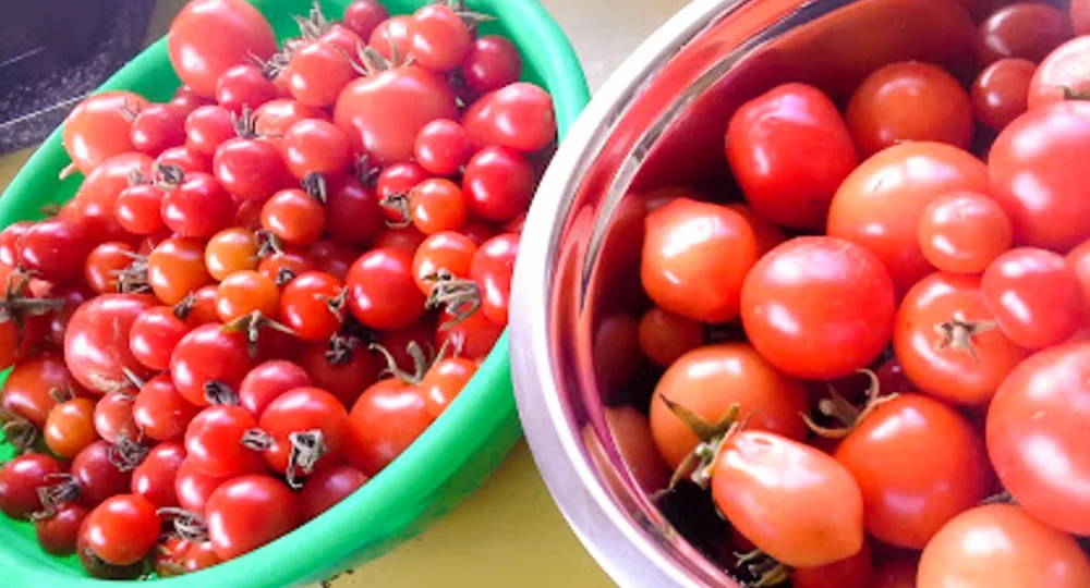 Tomatoes