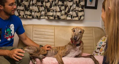 Dying rescue greyhound, Magnus, ticks off his bucket list