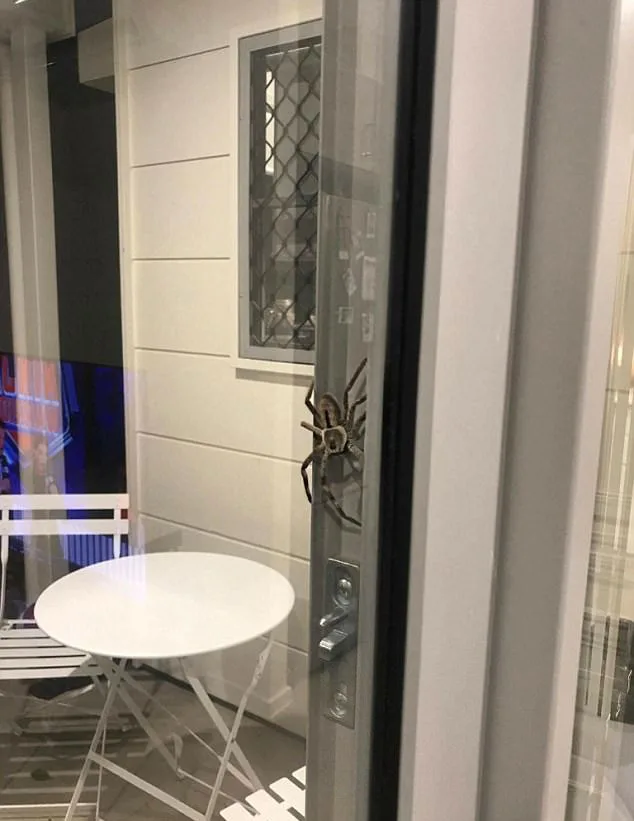 The angry spider at the door.