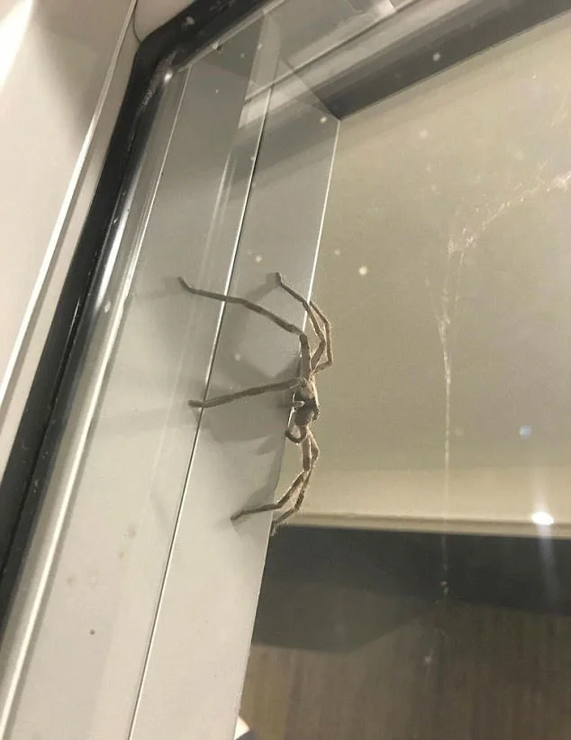 Lauren said the spider was at least as big as a grown man's hand.