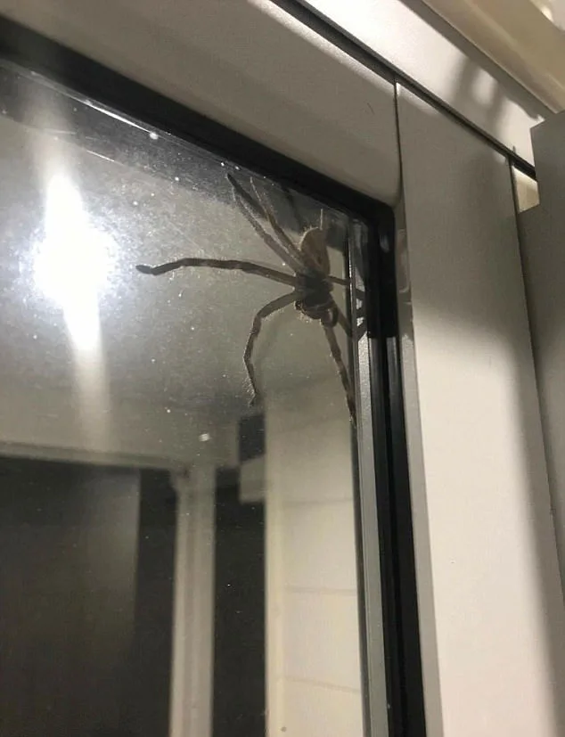 Aragog was named for a giant spider in Harry Potter
