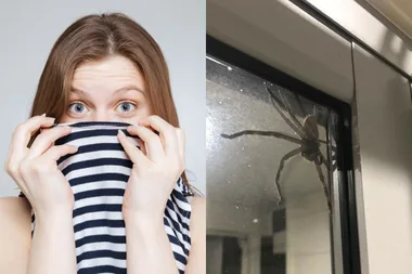 Woman trapped by MASSIVE spider in Queensland home