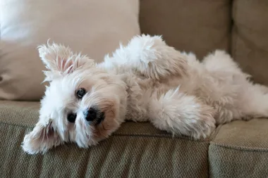 Pet fur cleaning hack will change your life!