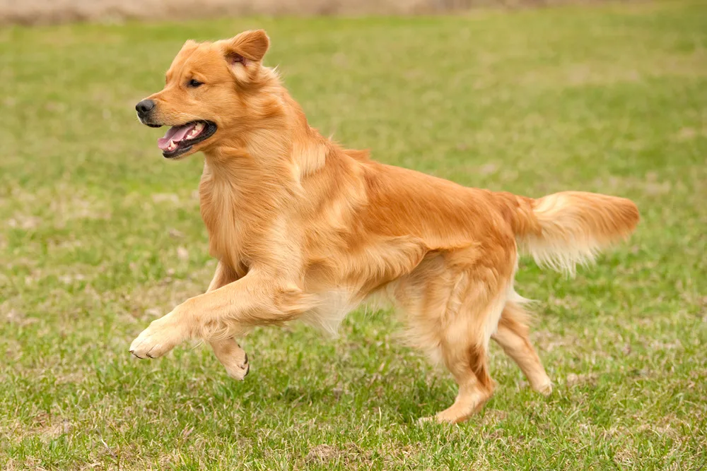 Golden Retriever