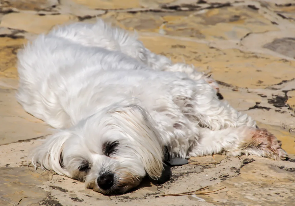 Maltese dog