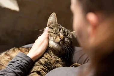 5 everyday cat behaviours and what they mean