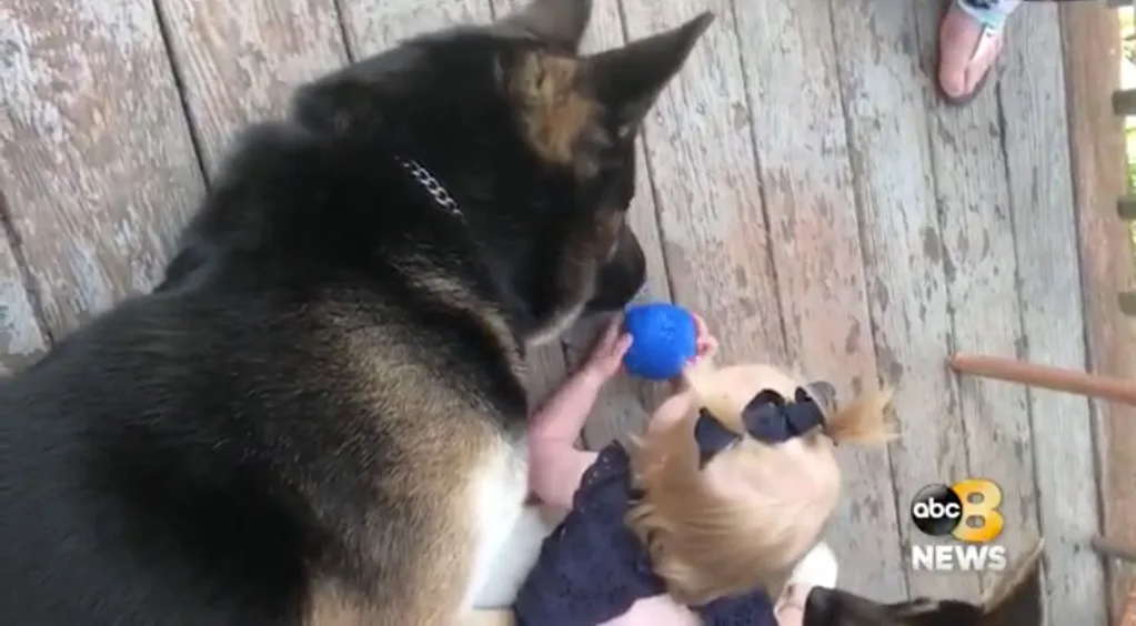 The dog is gentle and friendly around the family.