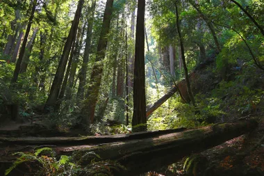 Missing woman found after a MONTH surviving in the woods