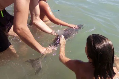 Baby dolphin dies after tourists swamp for selfies
