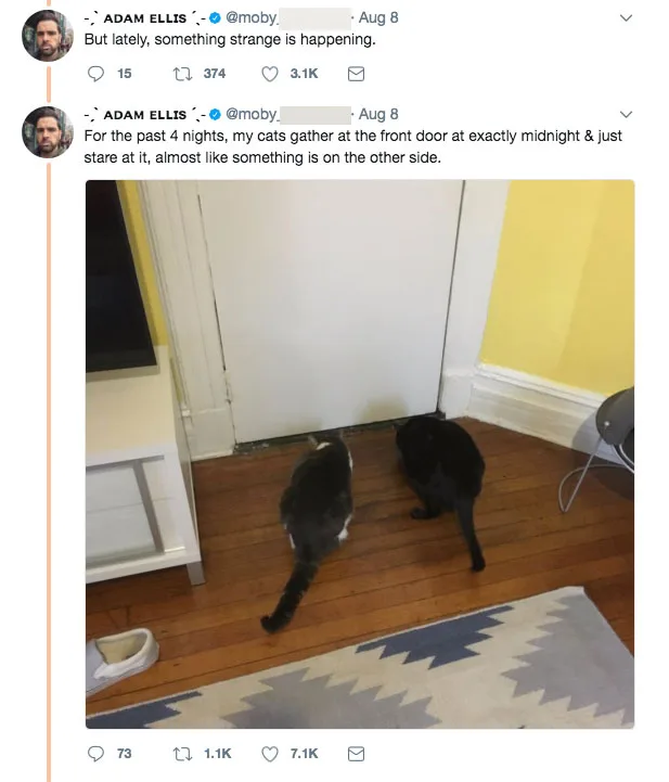 The cats began staring at the door at midnight.