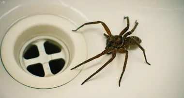 How to get spiders to move out of your home