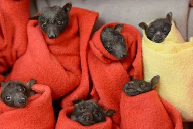 Couple use their retirement fund to save adorable micro-bats