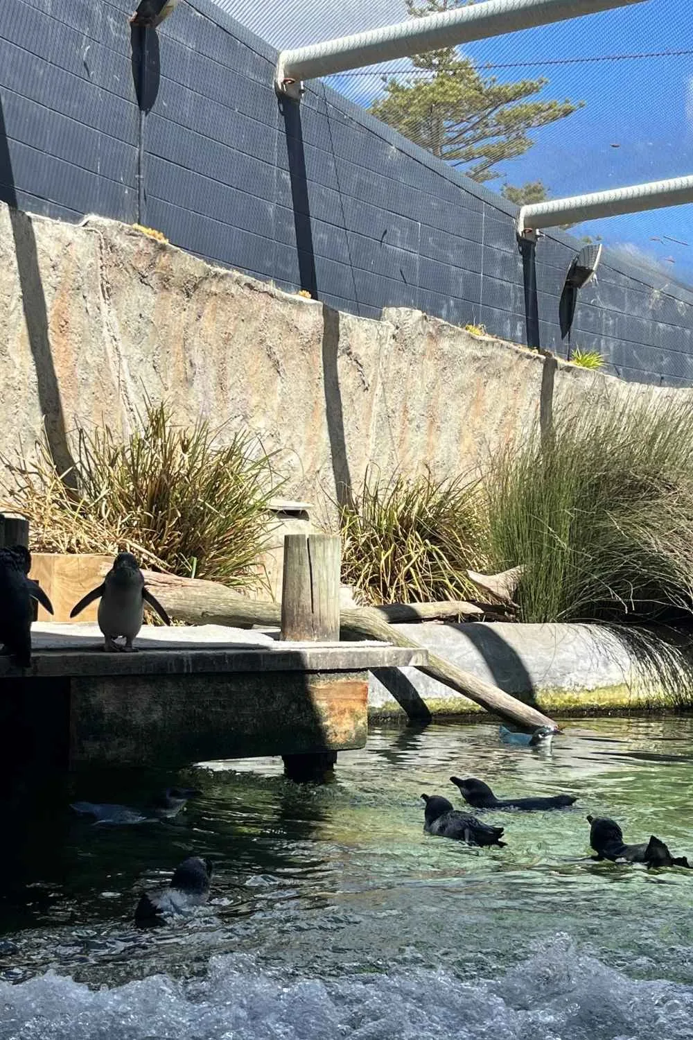 South pacific Cruise New Zealand 