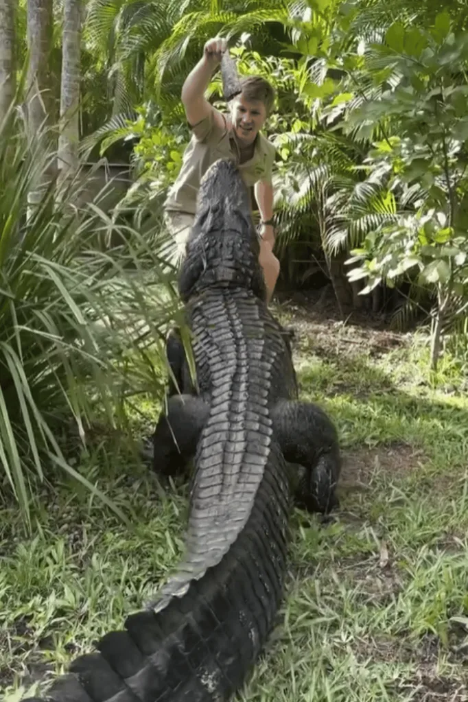Robert Irwin feeding a crocodile.