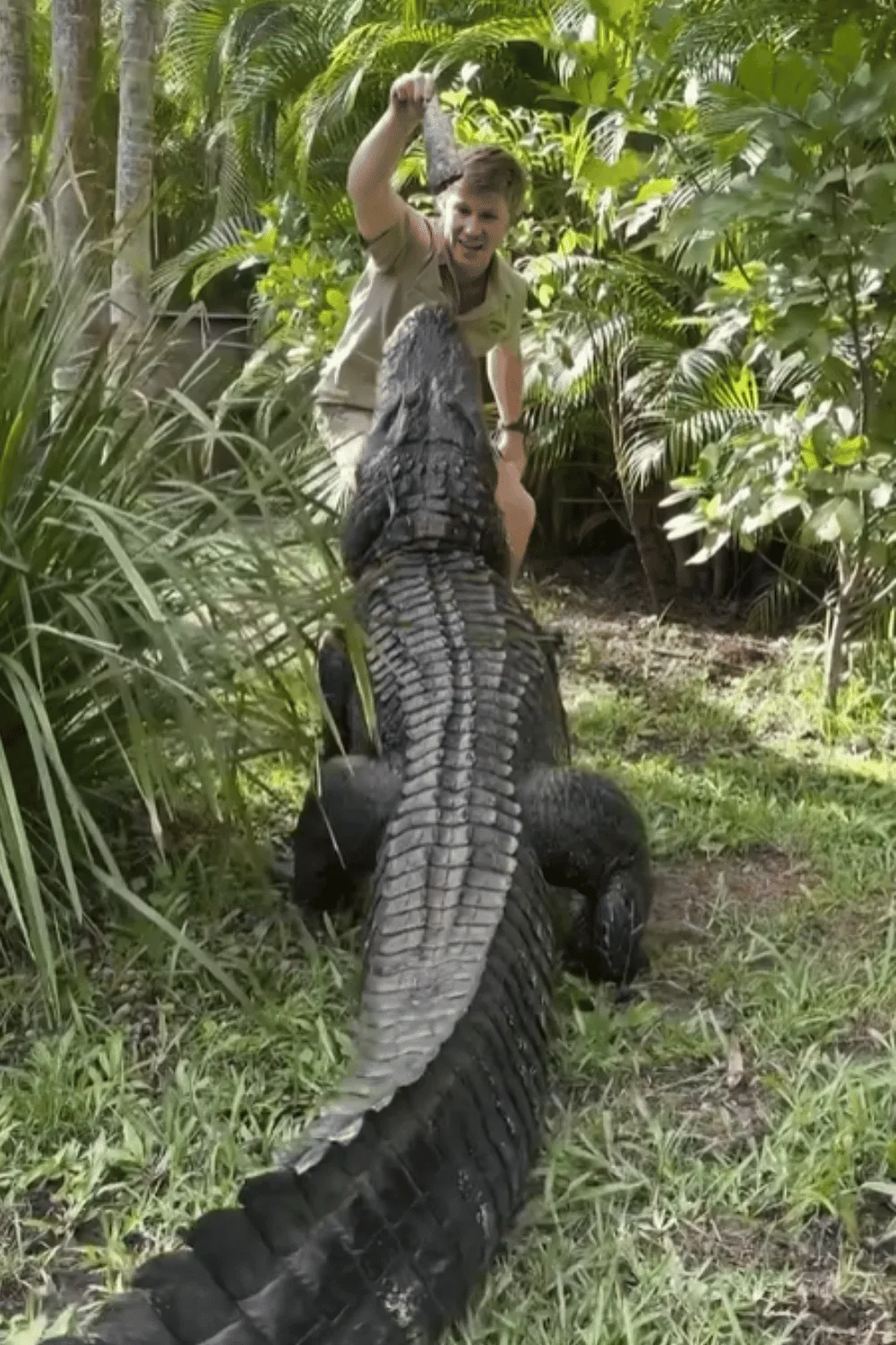 Robert Irwin feeding a crocodile.