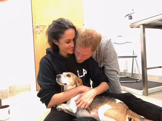 Meghan markle, Prince Harry with dog Guy 