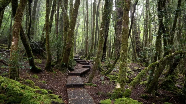 Peppers Cradle Mountain Lodge