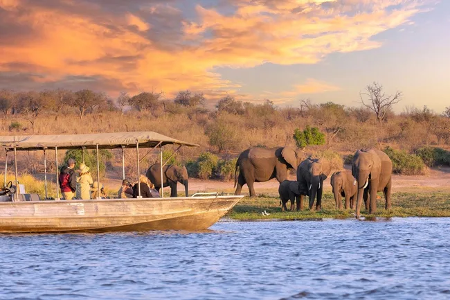 Elephants drinking from a river with a sunset backdrop