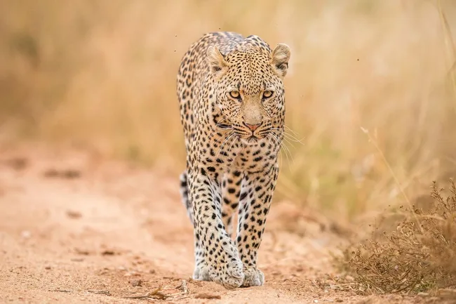 Cheetah walking through dry grass
