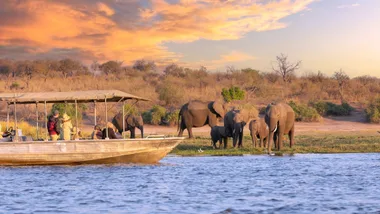 Elephants drinking from a river with a sunset backdrop